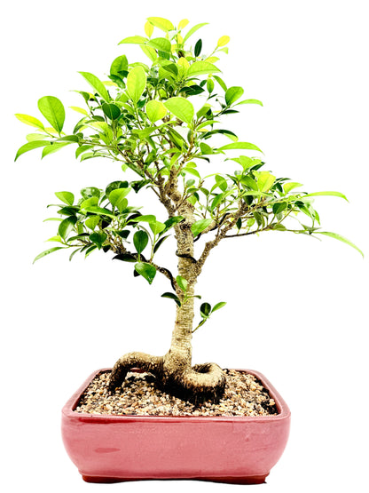 2013 Tiger Bark Fig Bonsai Tree - Red Rectangular Pot