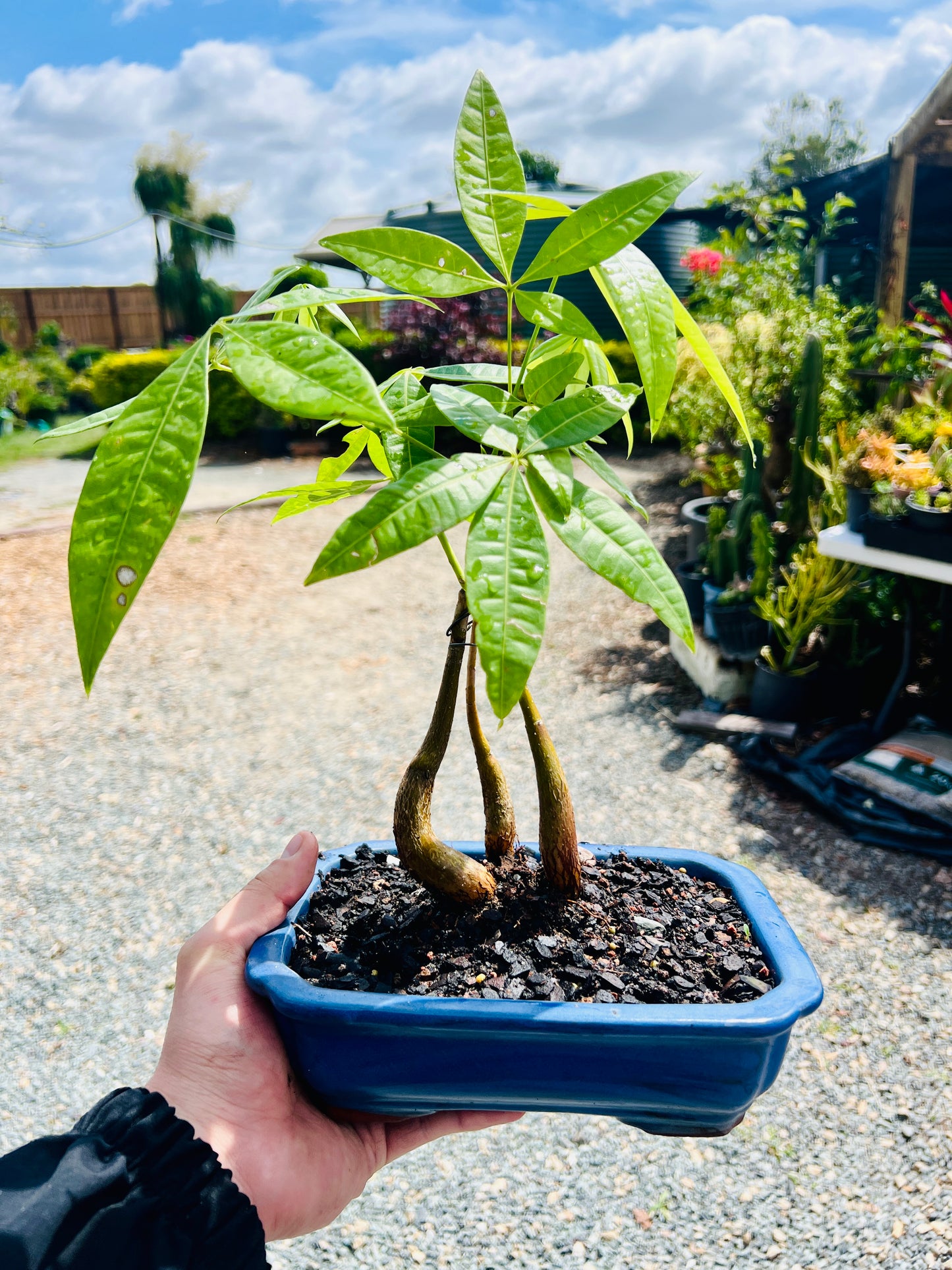 Triple Trunk Indoor Guiana Chestnut “Pachira Aquatica” Bonsai Tree 8 Inch 发财树