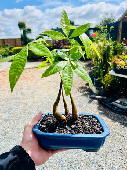 Triple Trunk Indoor Guiana Chestnut “Pachira Aquatica” Bonsai Tree 8 Inch 发财树
