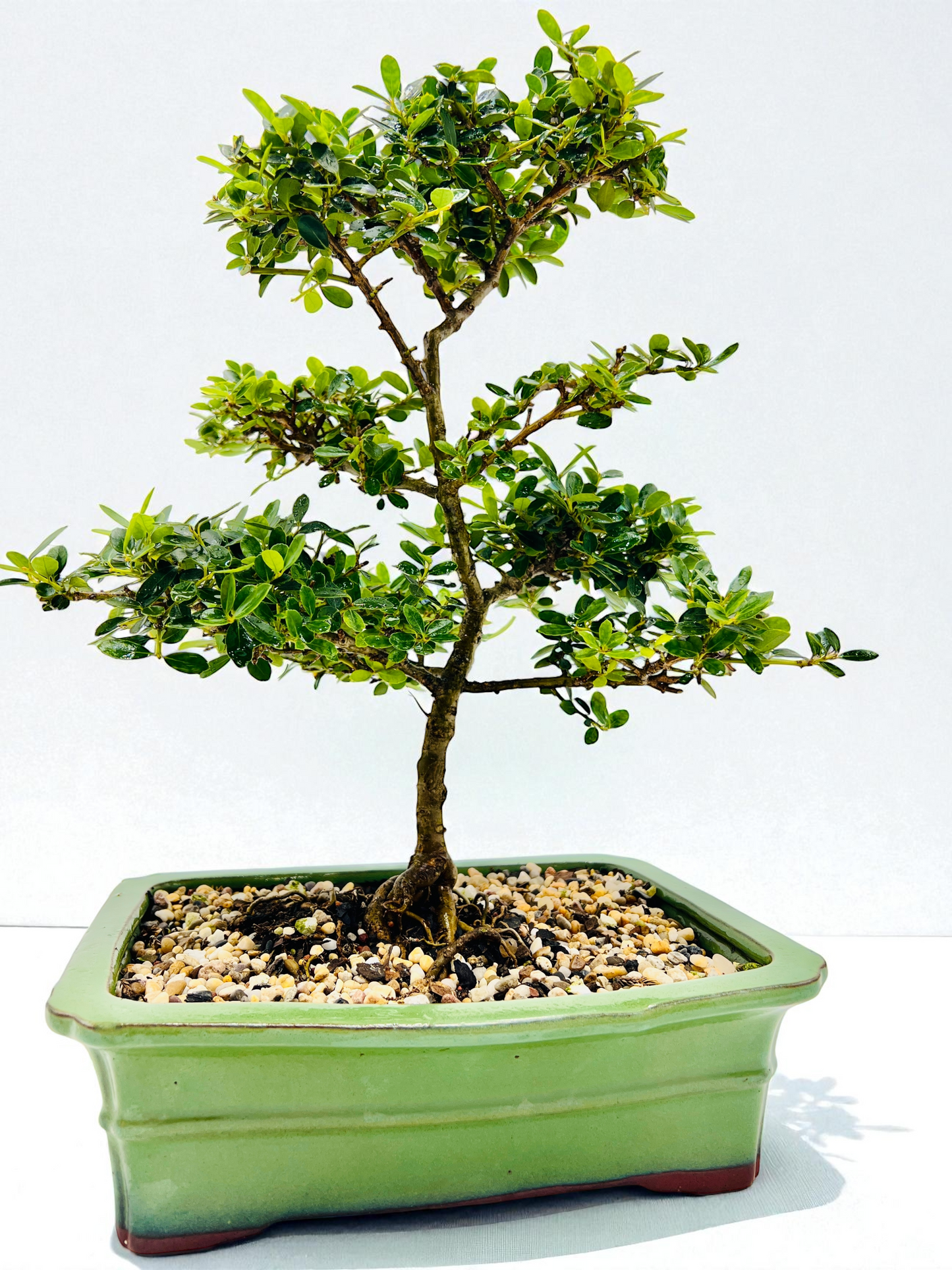 10 Inch Japanese Dwarf Holly Bonsai Tree - Green Rectangle Pot