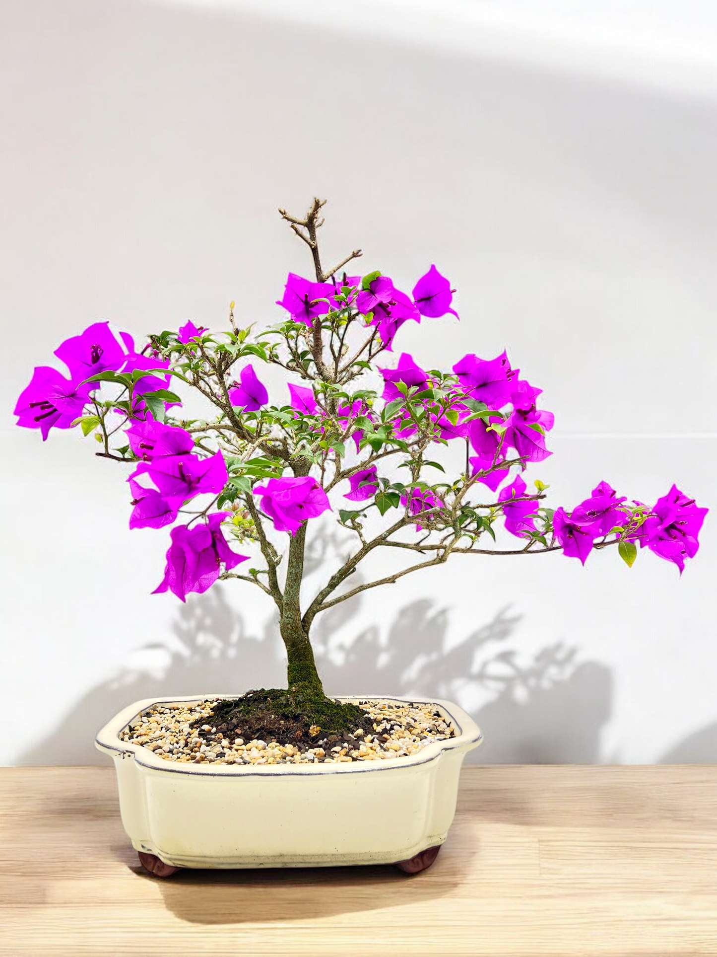 12” Purple Bougainvillea 9 Years Old 60cm Tall