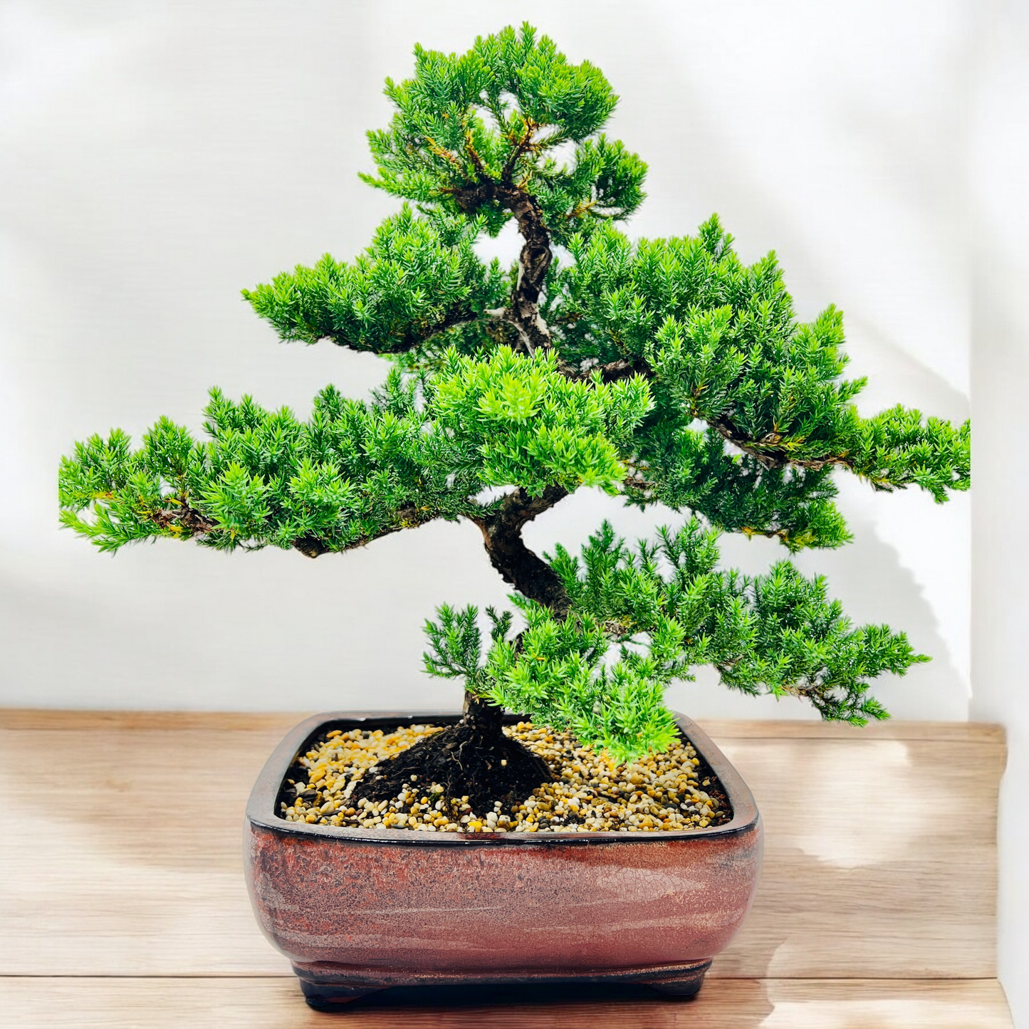 Advanced Twisted Trunk Juniper Squamata Bonsai Tree