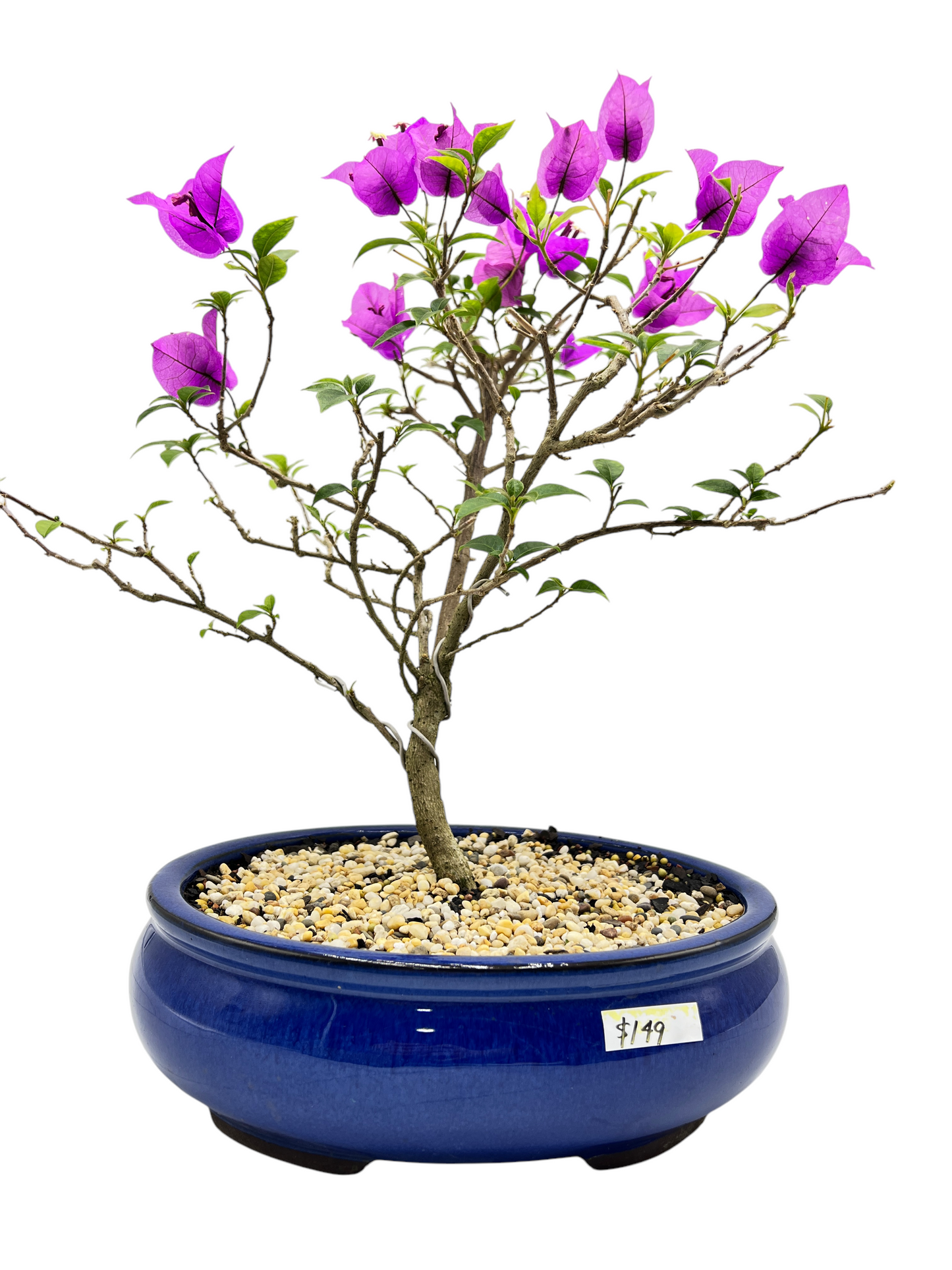 10” Purple Bougainvillea 6 Years Old 50cm Tall