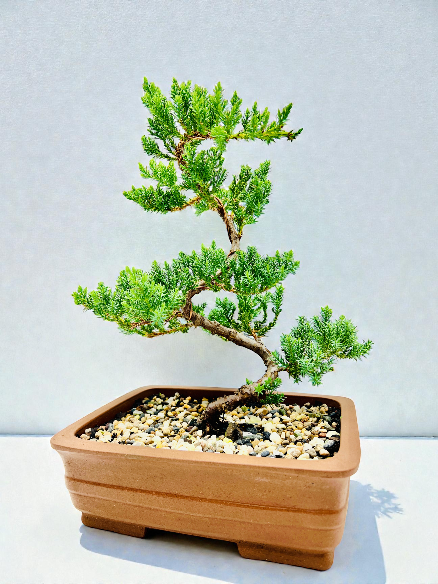 10” Large Juniper Squamata Bonsai Tree - Unglazed Premium Pot