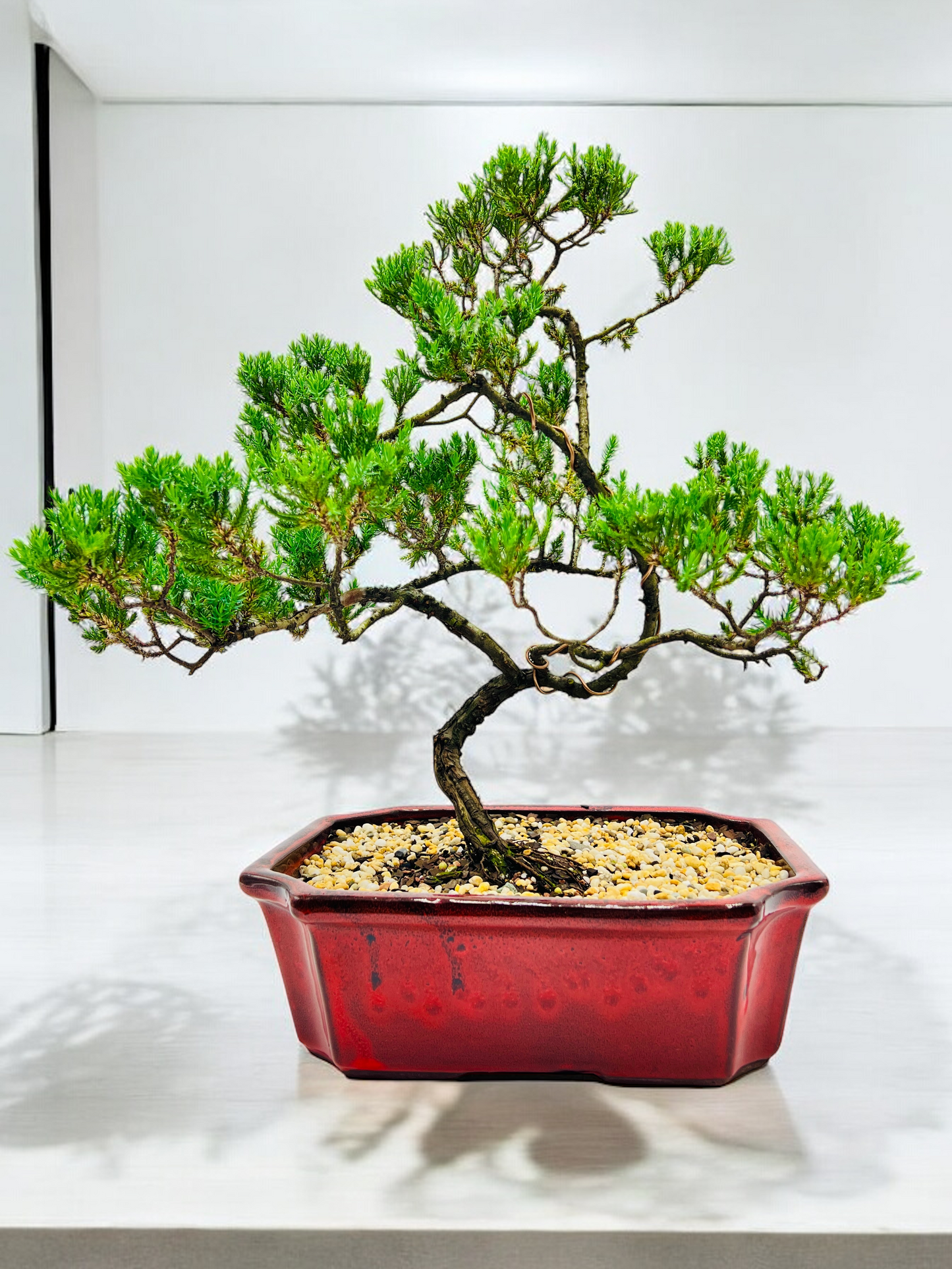 Large Juniper Squamata Bonsai Tree 12 Inch