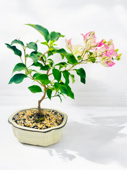 8” White Hybrid Pink Bougainvillea 3 Years Old 35cm Tall