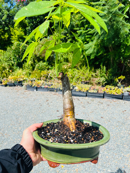 2018 Indoor Guiana Chestnut “Pachira Aquatica” Bonsai Tree 10 Inch 发财树