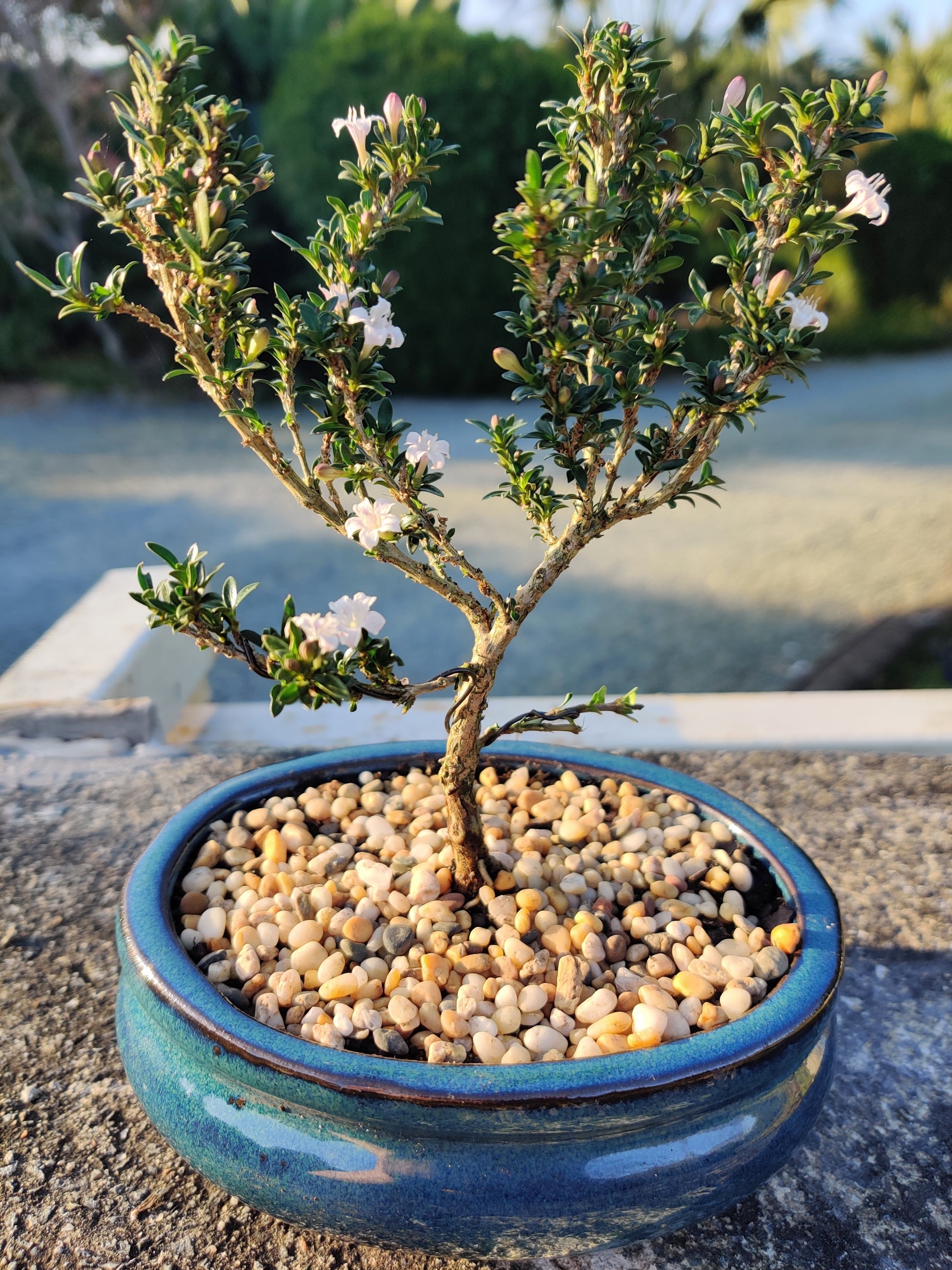 serissa bonsai tree Starter Bonsai Tree