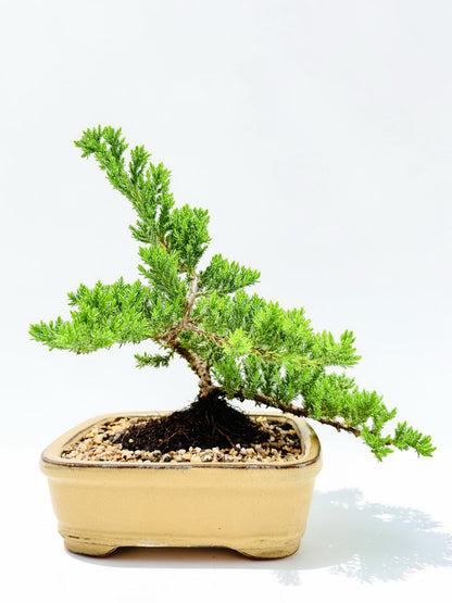 8 Inch Juniper Squamata Bonsai Tree - Yellow Rectangular Pot