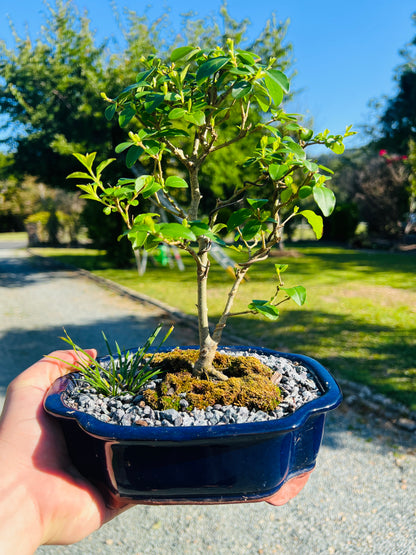 Japanese Privet Bonsai Tree 8 Inch