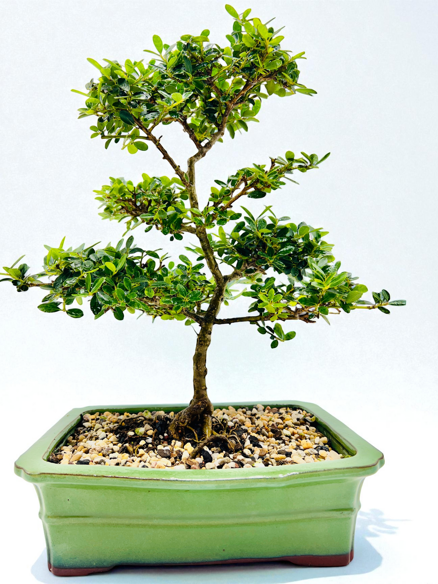 10 Inch Japanese Dwarf Holly Bonsai Tree - Green Rectangle Pot