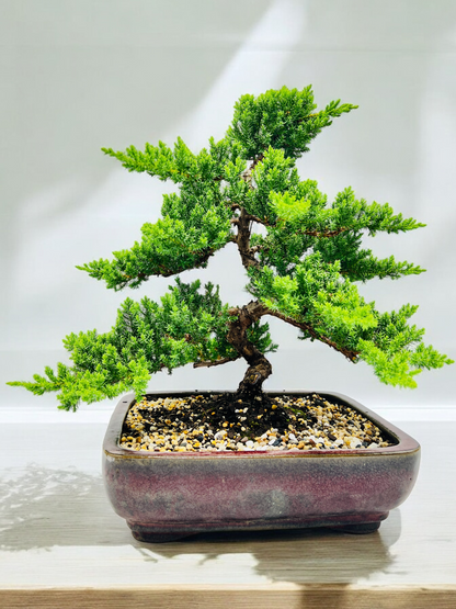 2008 Advanced Twisted Trunk Juniper Squamata Bonsai Tree