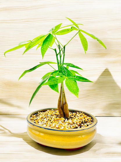 5 Leaves Triple Trunk Indoor Guiana Chestnut “Pachira Aquatica” Bonsai Tree 8 Inch 发财树