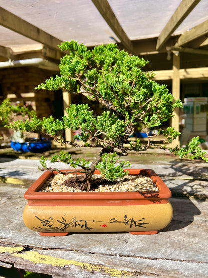 Large Juniper Squamata Bonsai Tree 12 Inch - Bonsai Gifts Nursery