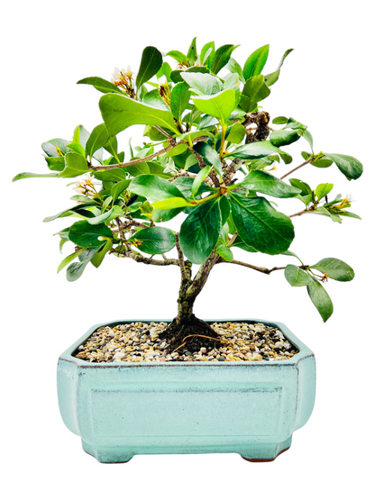 Hawthorn “Apple Blossom” Bonsai Tree 12”