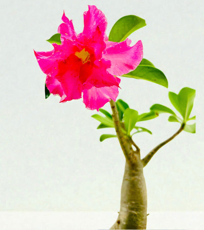 Double Pink Desert Rose Bonsai Tree