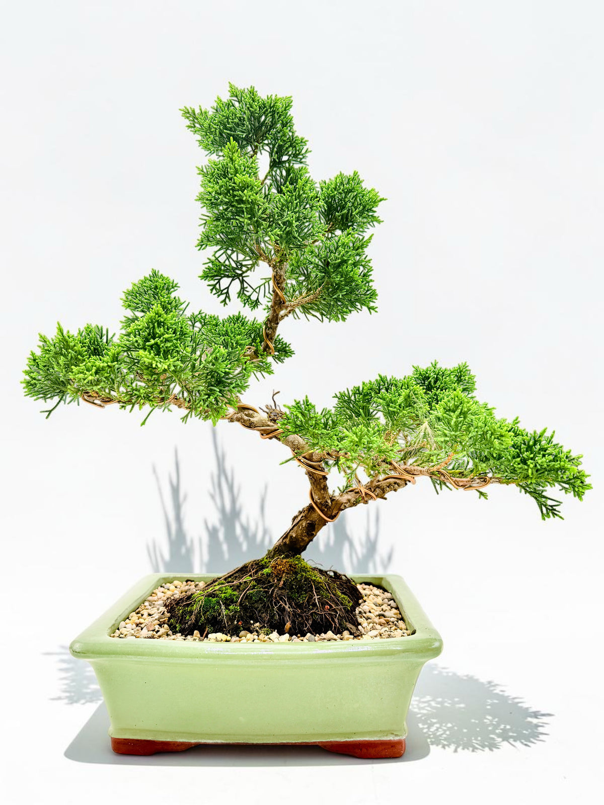 2013 Twisted Trunk Japanese Shimpaku Juniper Bonsai Tree