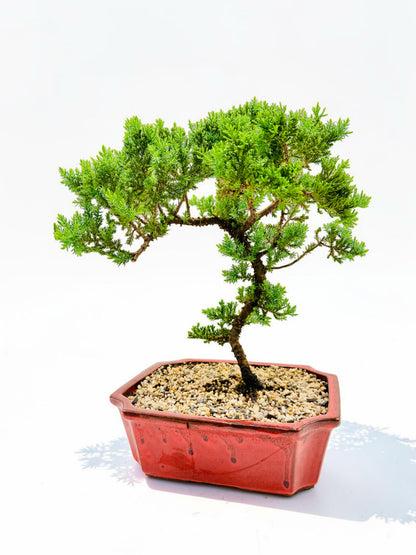 10 Inch Juniper Squamata Bonsai Tree - Red Rectangle Pot