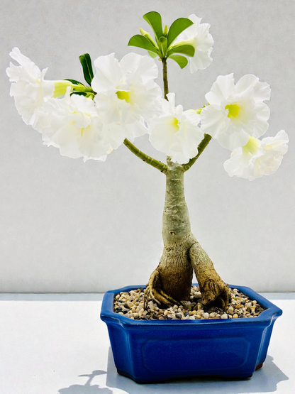 Double White Desert Rose Bonsai Tree