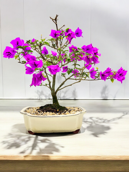 12” Purple Bougainvillea 9 Years Old 60cm Tall