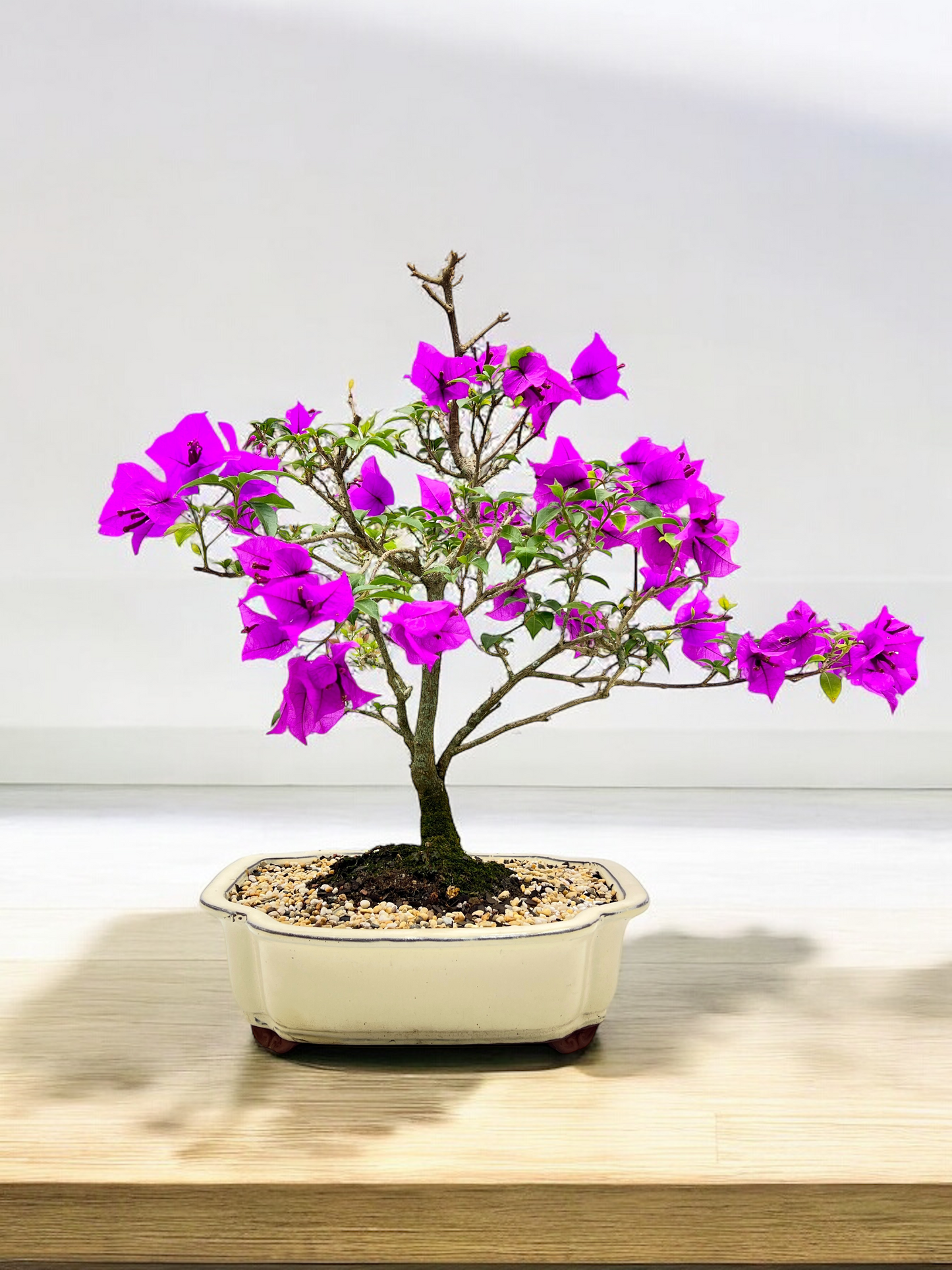 12” Purple Bougainvillea 9 Years Old 60cm Tall