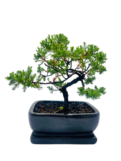 8” Juniper Squamata Bonsai Tree - Black Pot With Saucer