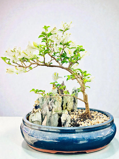 14 Inch White Bougainvillea Rock Feature Bonsai Tree