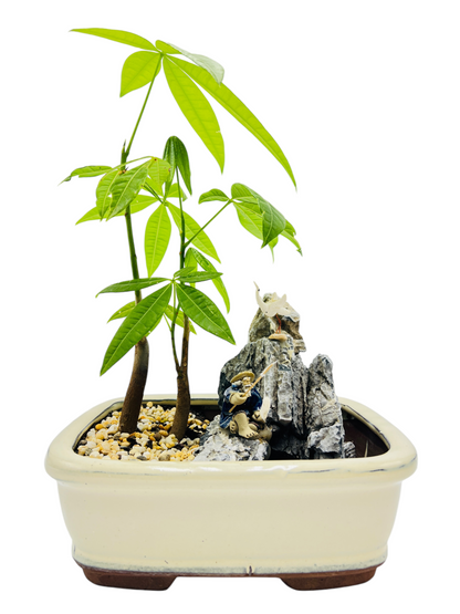 Rock Feature Twin Trunk Indoor Guiana Chestnut “Pachira Aquatica” Bonsai Tree 8 Inch 发财树