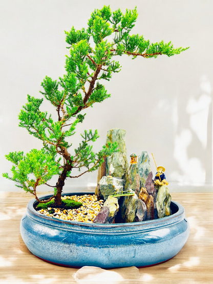 14" Juniper With Rock Feature Bonsai Tree