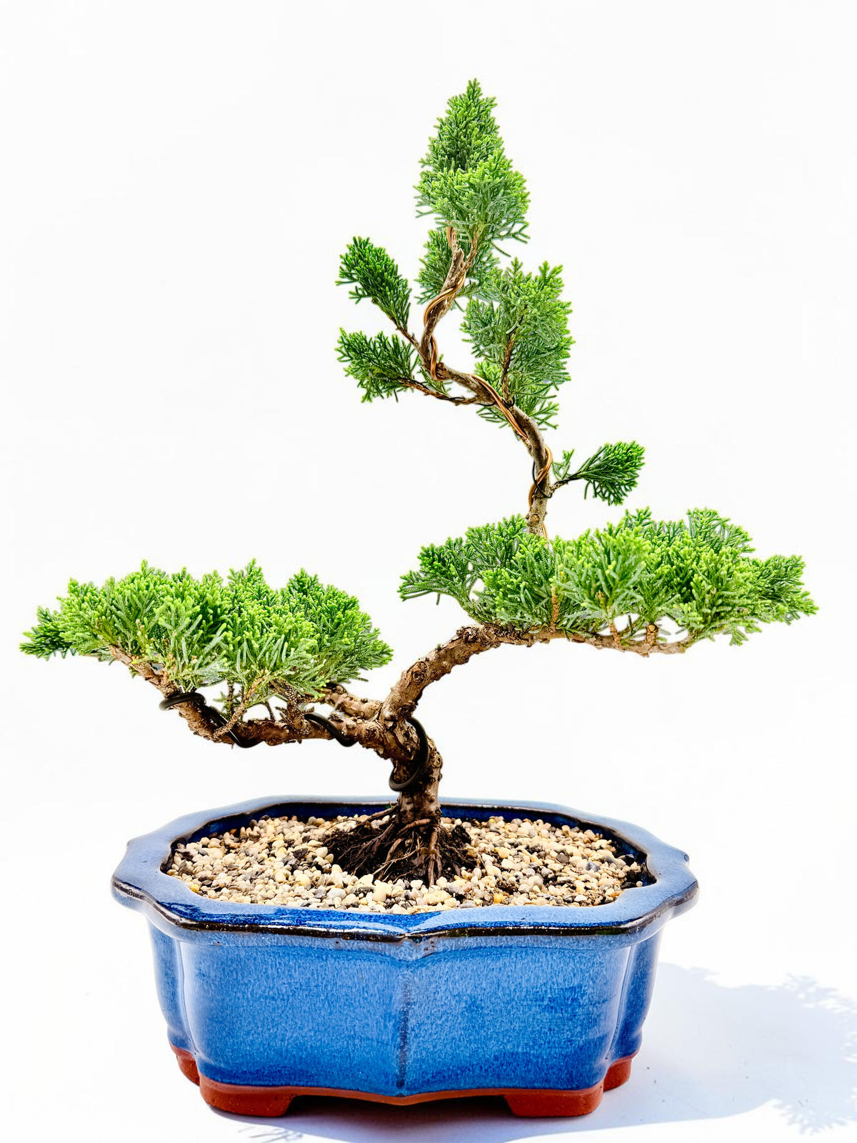 2013 Twisted Trunk Japanese Shimpaku Juniper Bonsai Tree