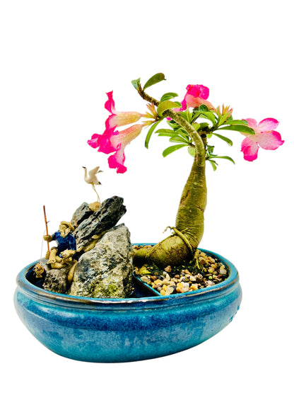 10 Inch Pink Desert Rose Bonsai Tree With Rock Feature
