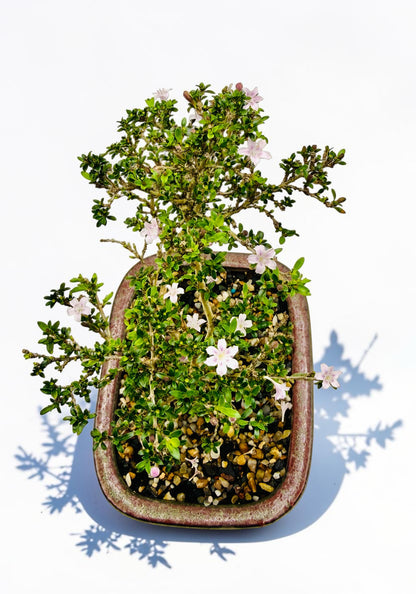 8 Inch Japanese Kyoto Serissa Bonsai Tree - Pink White Flowers