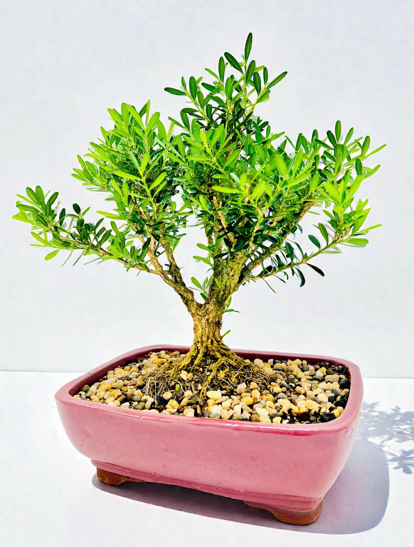 Harlandii Buxus 8" Bonsai Tree - Red Glazed Pot