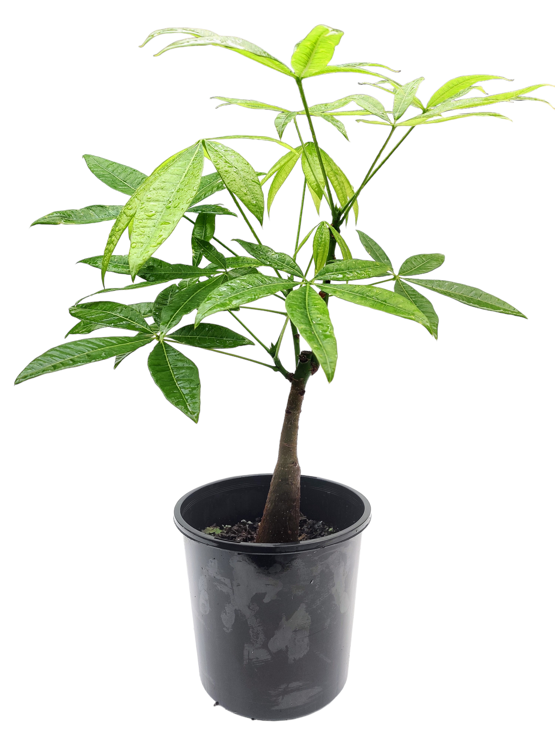 Indoors Guiana Chestnut Pre-bonsai Money Tree 8” 发财树 - Bonsai Gifts Nursery