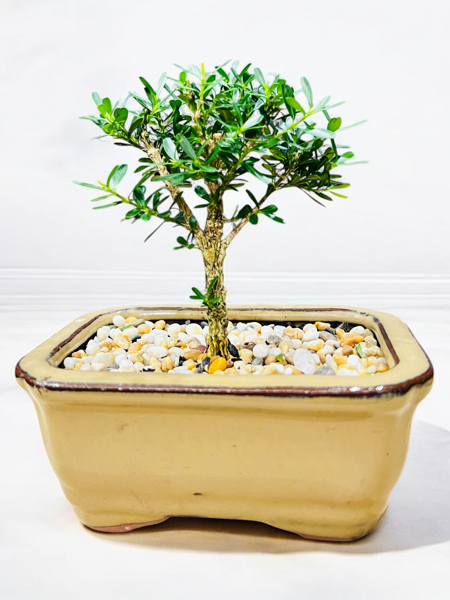 5” Harlandii Buxus Mame Mini Bonsai Tree