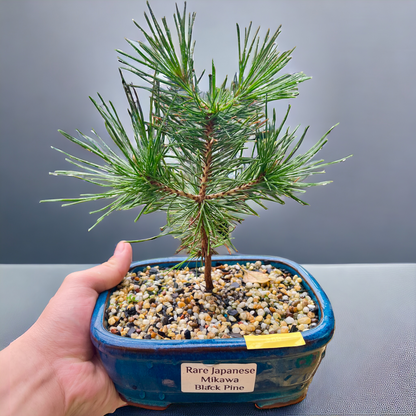 Mikawa Japanese Black Pine Bonsai Tree 8 Inch - Bonsai Gifts Nursery