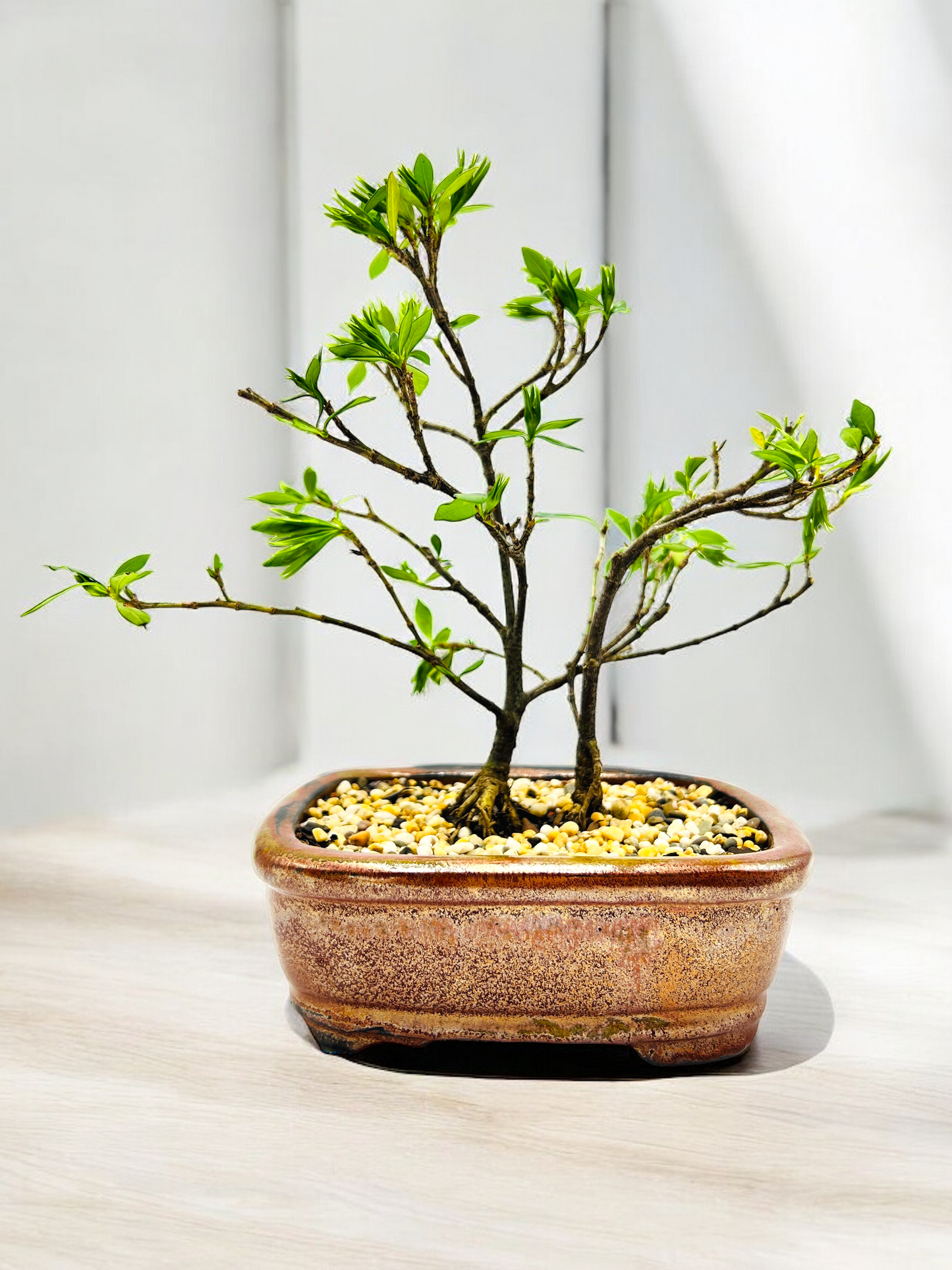 8 Inch Twin Trunk Gardenia Radicans Bonsai Tree