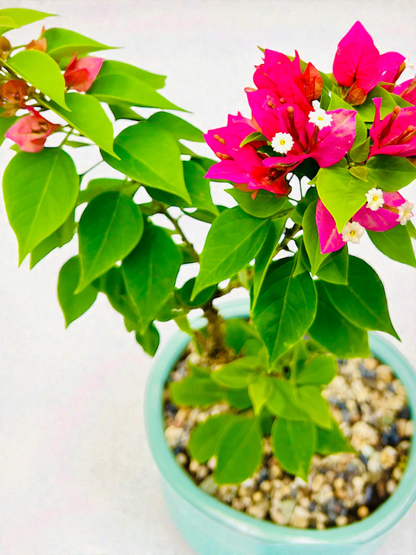 8” Pink Bougainvillea Bonsai Tree 40cm Tall