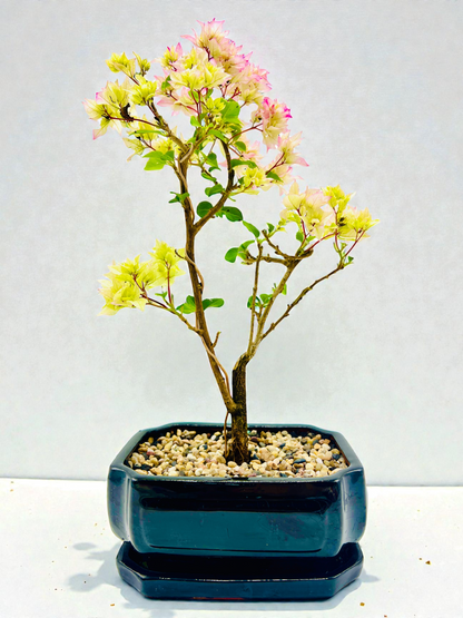 8” Hybrid White-Pink Bougainvillea 5 Years Old 45cm Tall With Saucer