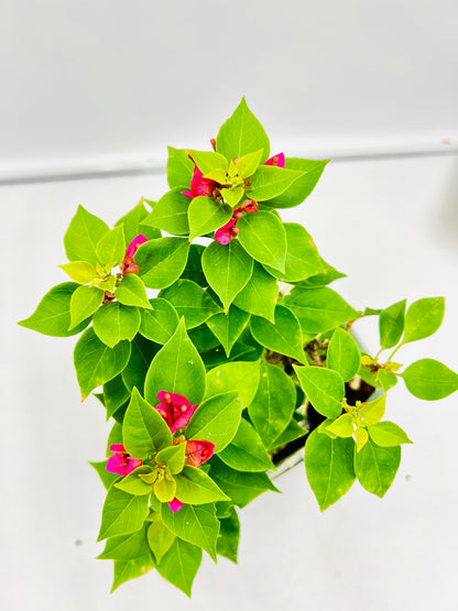 Rock Feature Pink Pixie Bougainvillea 7 Inch