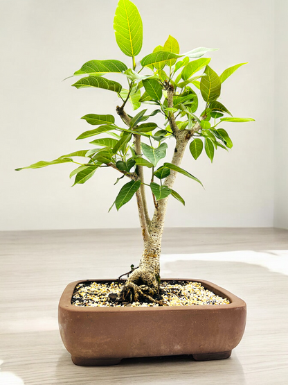 White Fig Bonsai Tree 12 Years Old 70cm Tall