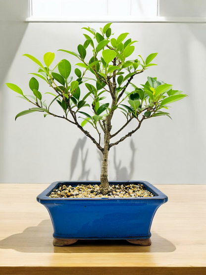 8 Inch Tiger Bark Fig Bonsai Tree