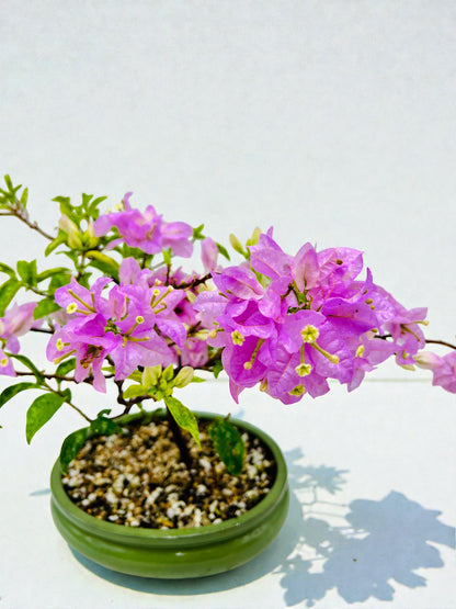10” Pink Lavender Flowering Bougainvillea Bonsai Tree - Valentines Day Special