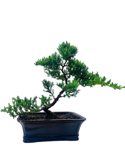 10” Large Juniper Squamata Bonsai Tree - Black Pot