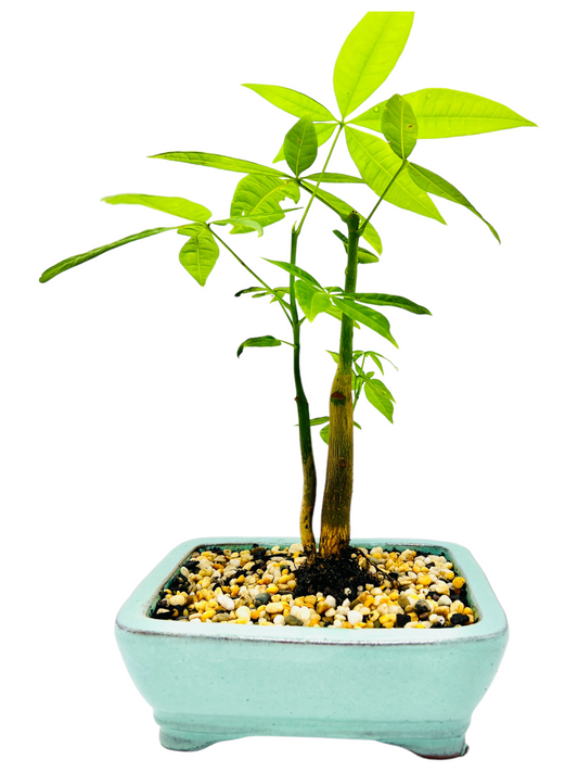 Twin Trunk Indoor Guiana Chestnut “Pachira Aquatica” Bonsai Tree 6 Inch 发财树