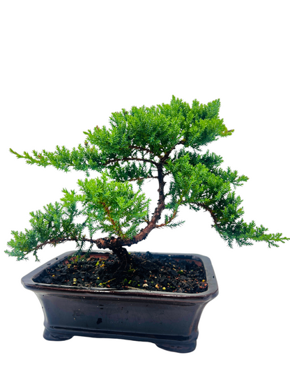 10” Large Juniper Squamata Bonsai Tree - Black Pot