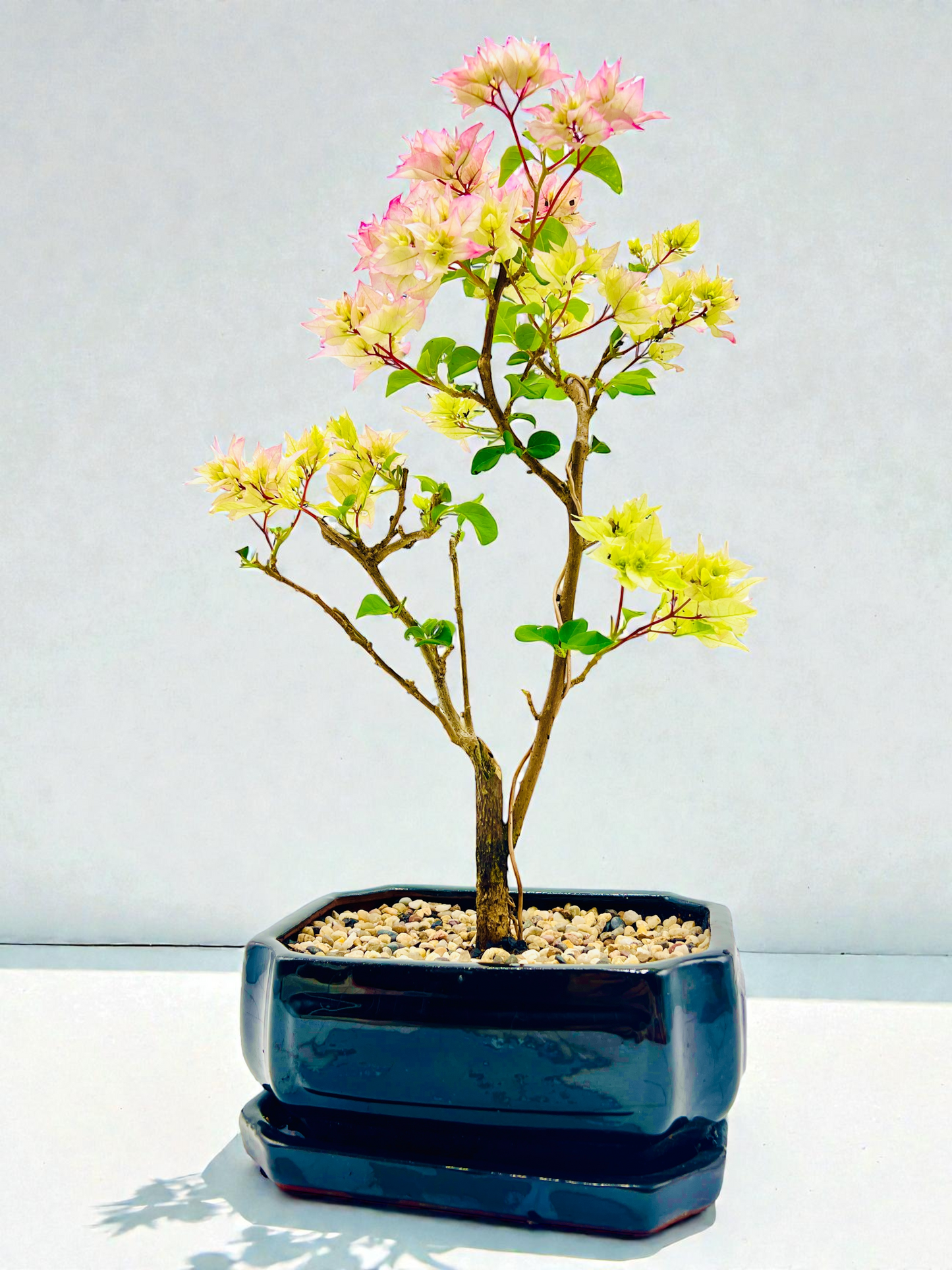 8” Hybrid White-Pink Bougainvillea 5 Years Old 45cm Tall With Saucer