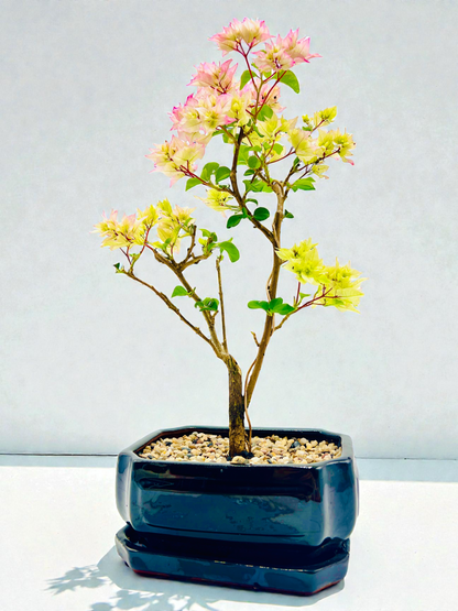8” Hybrid White-Pink Bougainvillea 5 Years Old 45cm Tall With Saucer