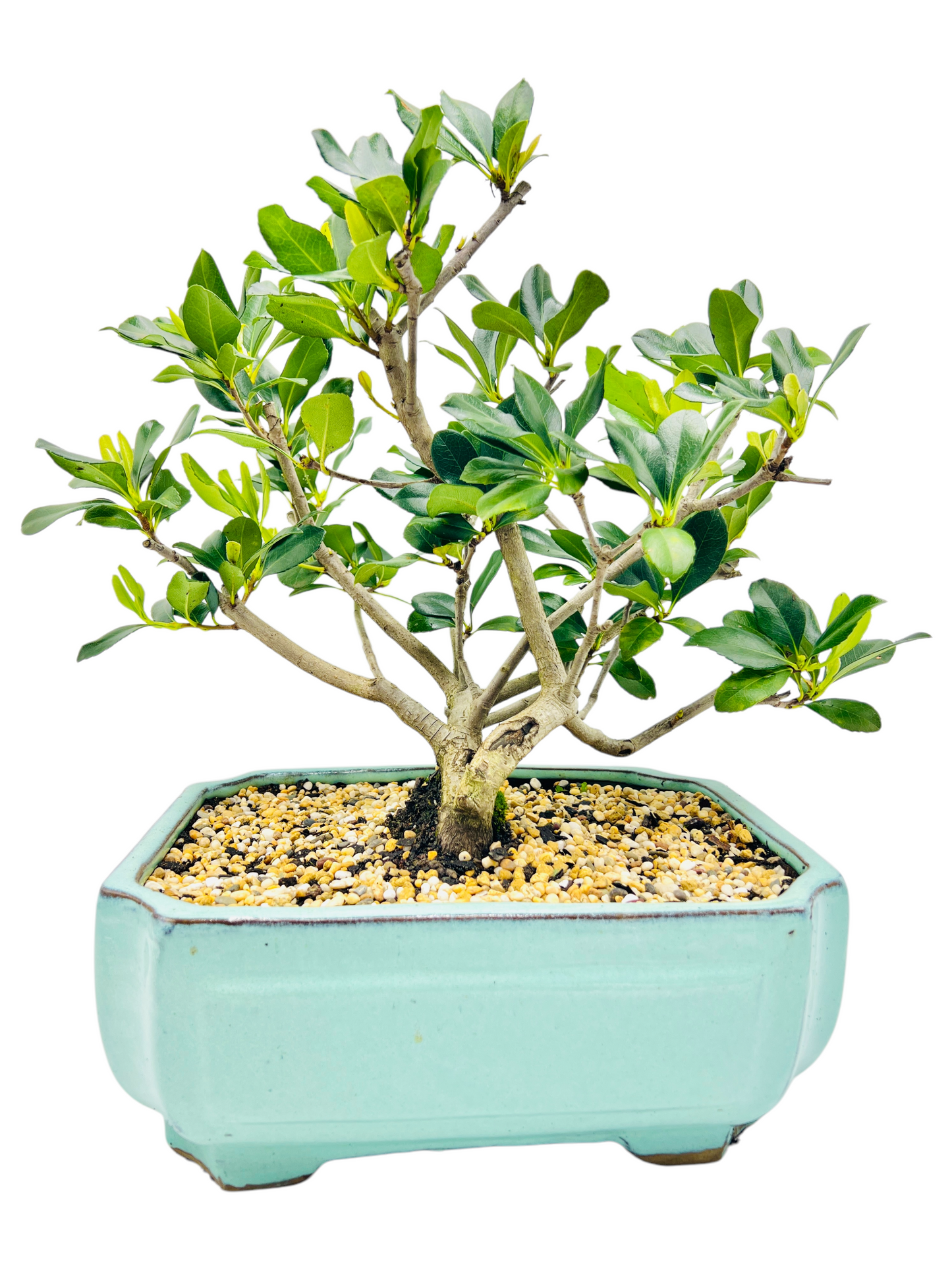 Hawthorn “Cherry Blossom” Bonsai Tree 12”