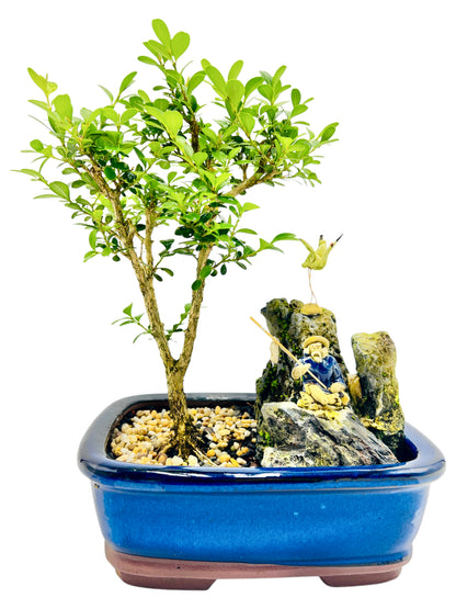 8 Inch Japanese Boxwood Bonsai Tree With Rock Feature